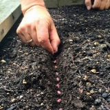 Kako posaditi pasulj